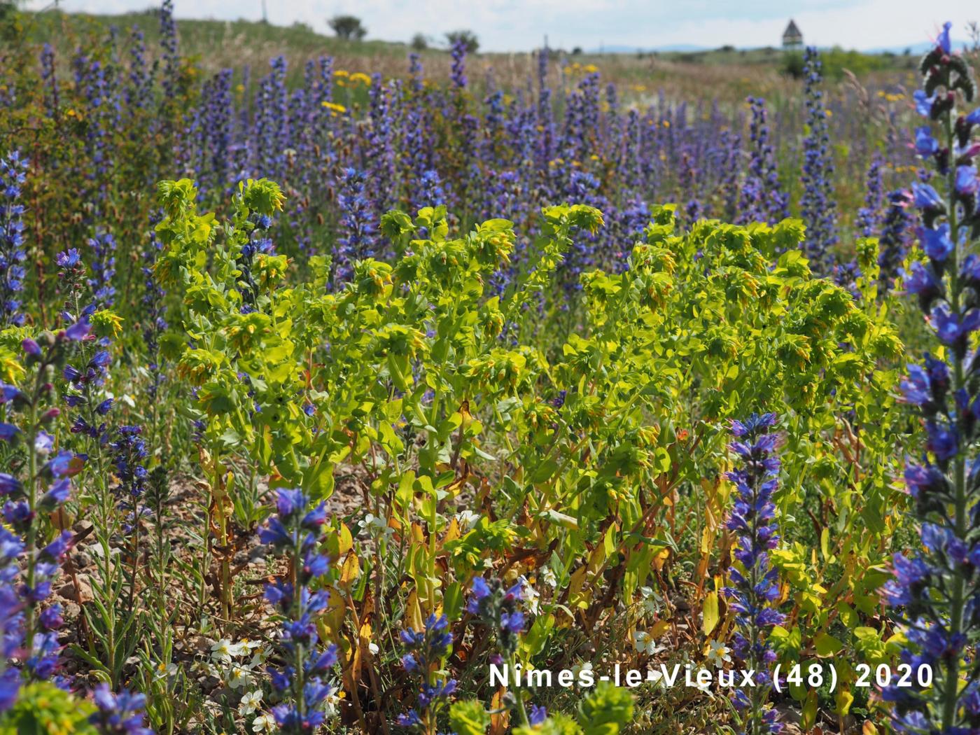 Honeywort, Lesser plant